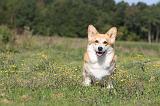 CORGI PEMBROKE 319